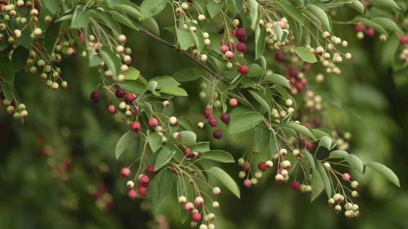 ジューンベリー