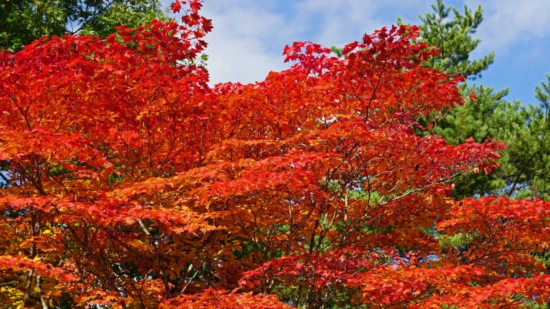 コハウチワカエデ